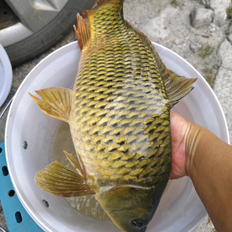 虎彡哥