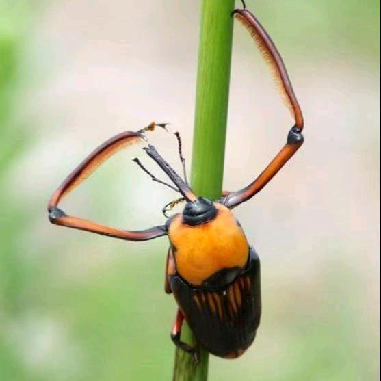 不吃草的虫=竹虫