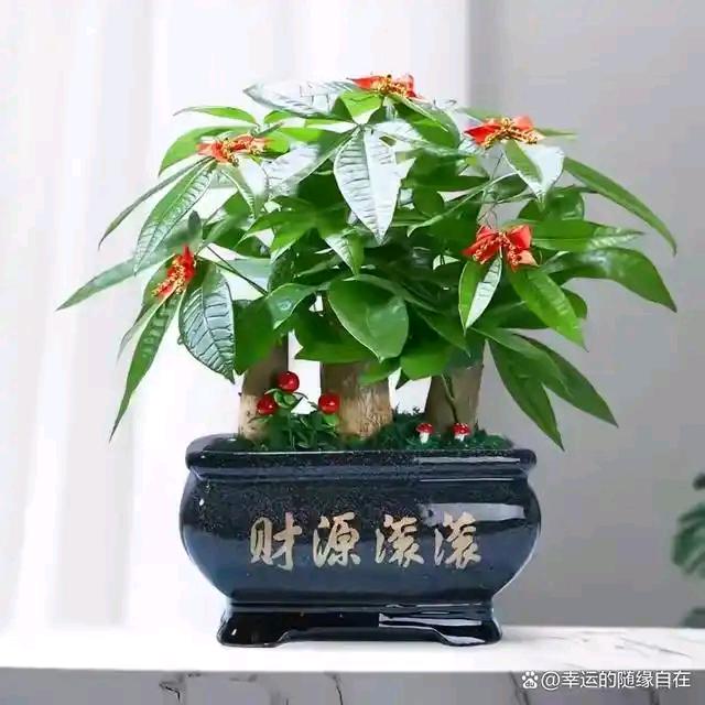 漫悠时光园艺店