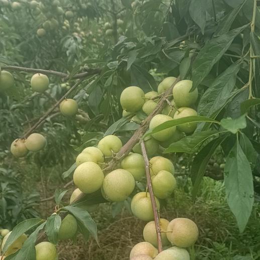 日子过得真不错。