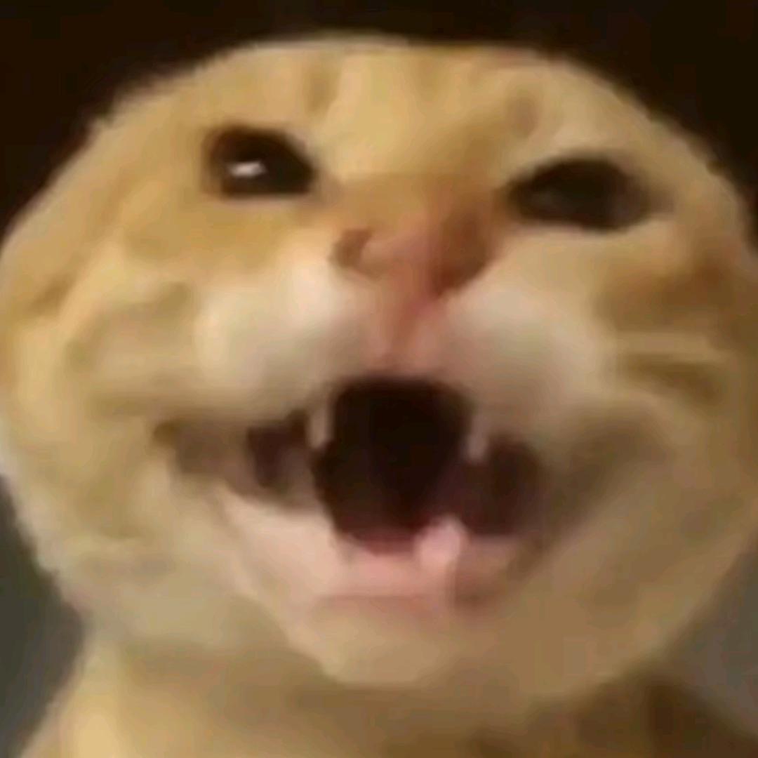 豪帽