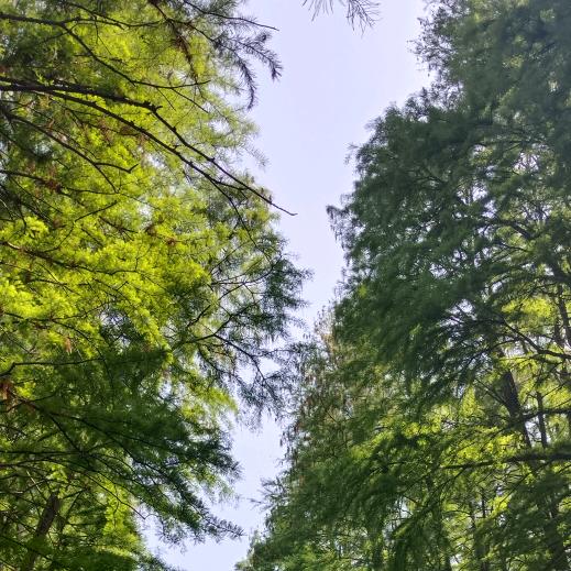 雨鸽天琴