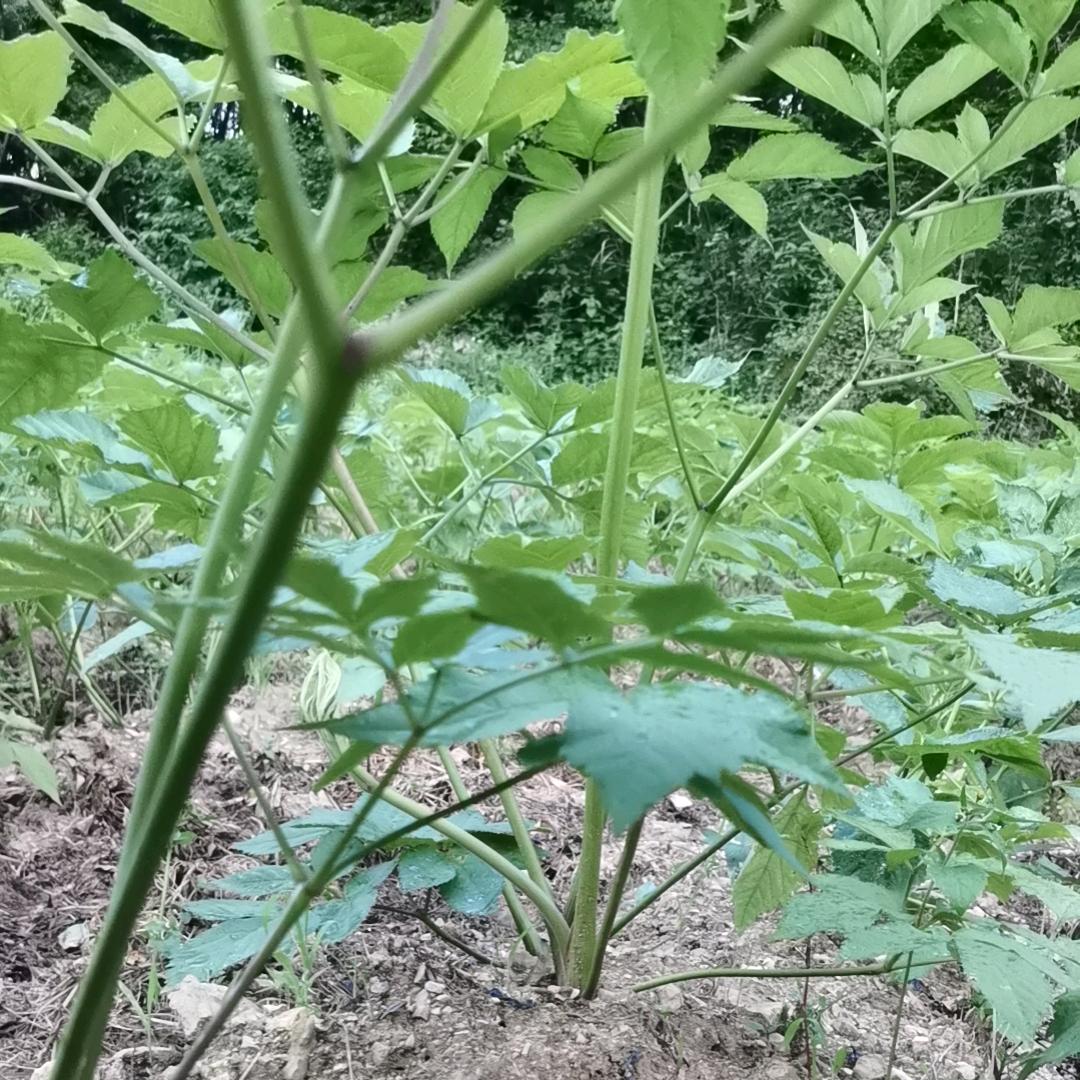 弘济农业种植