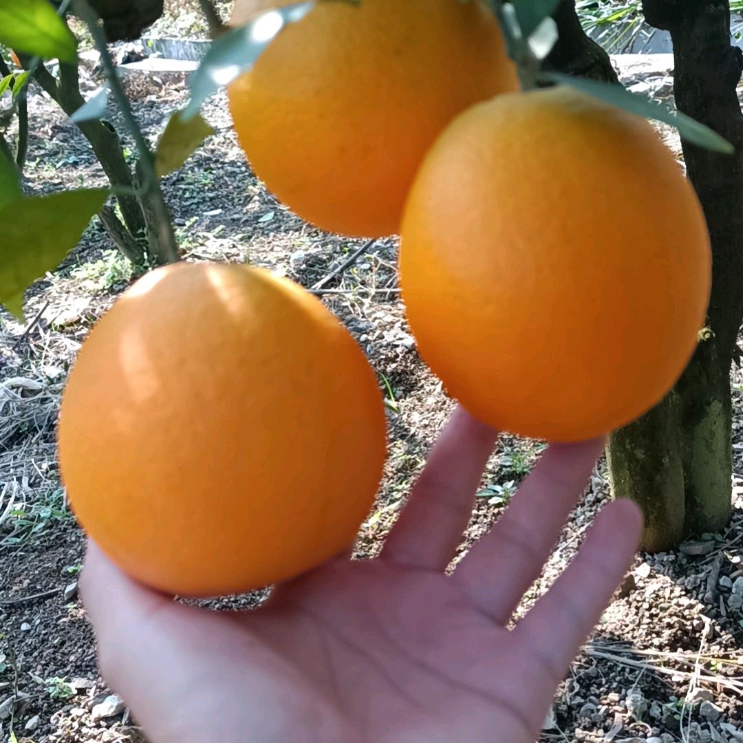 琪翔鲜果业