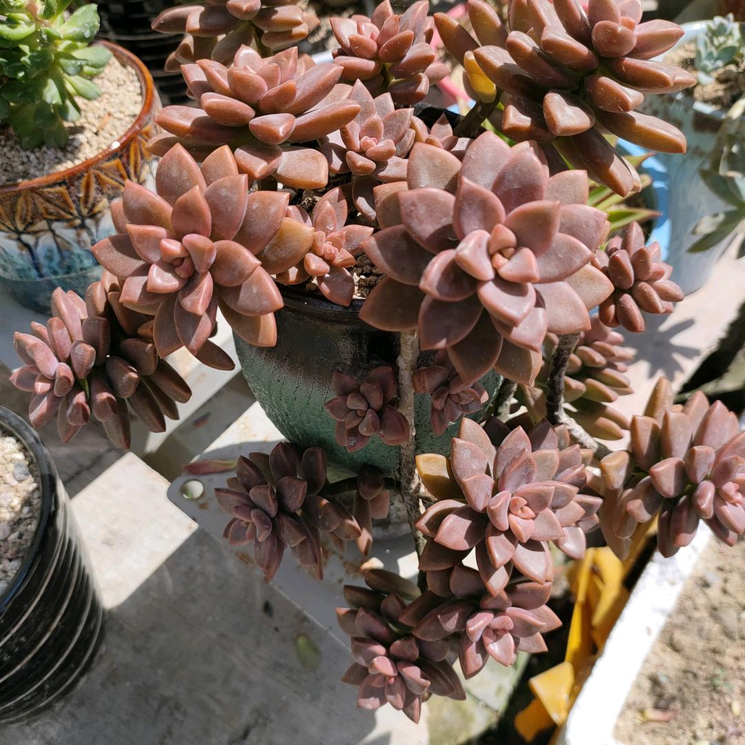 一念微暖