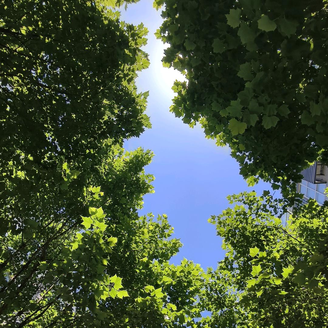 荼白白白