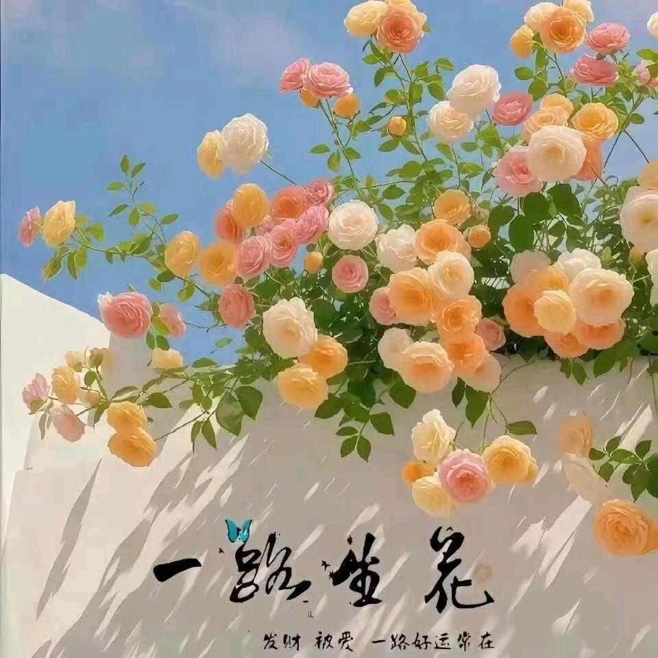 丸子小姐
