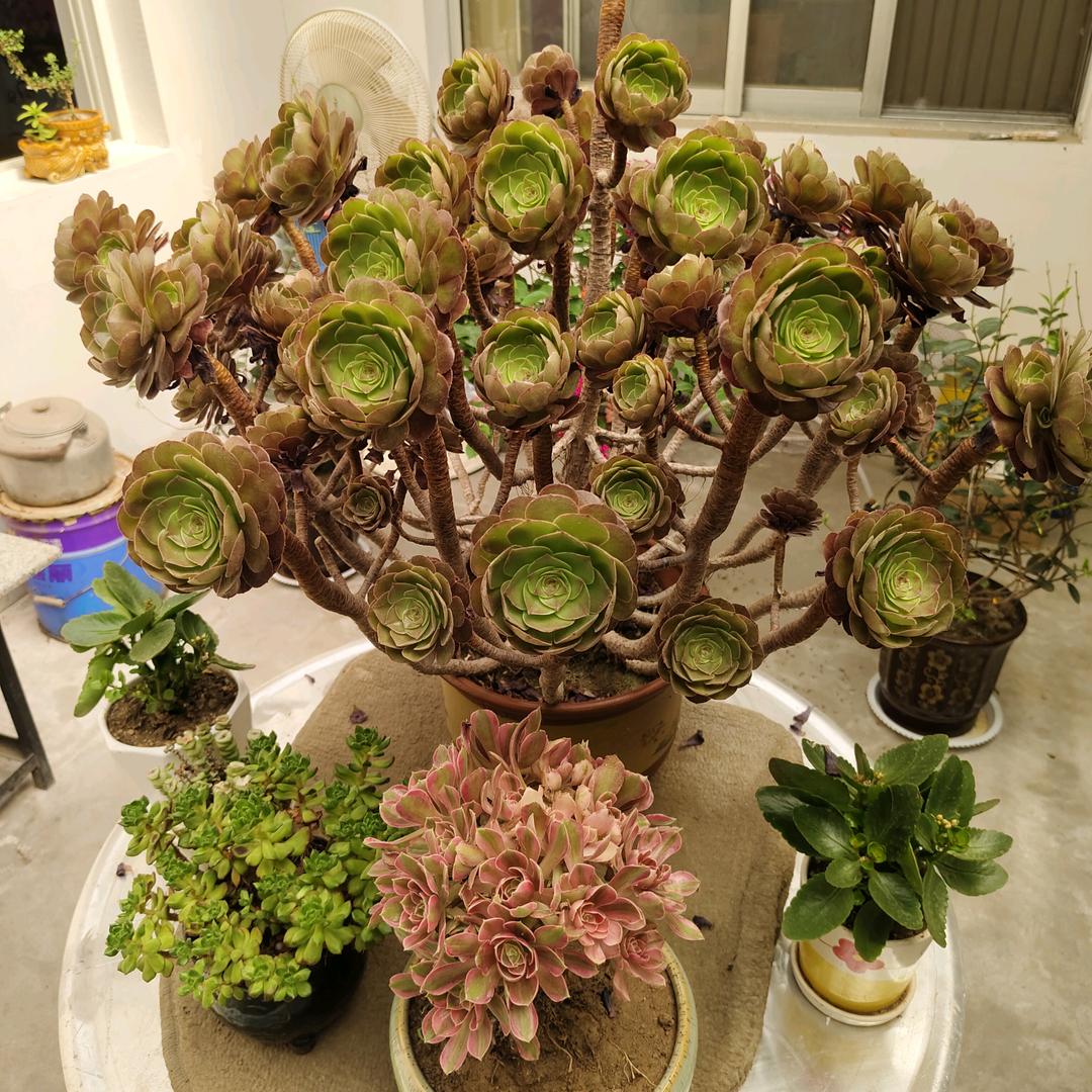 狼王