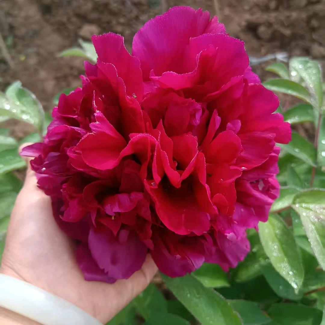紫晶花卉坊