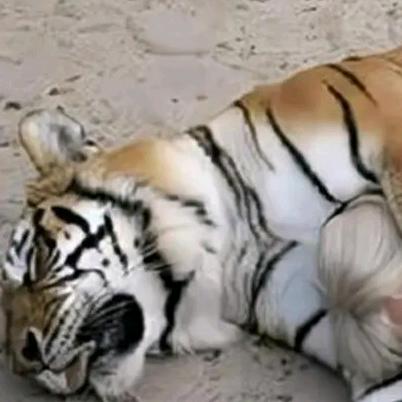里都