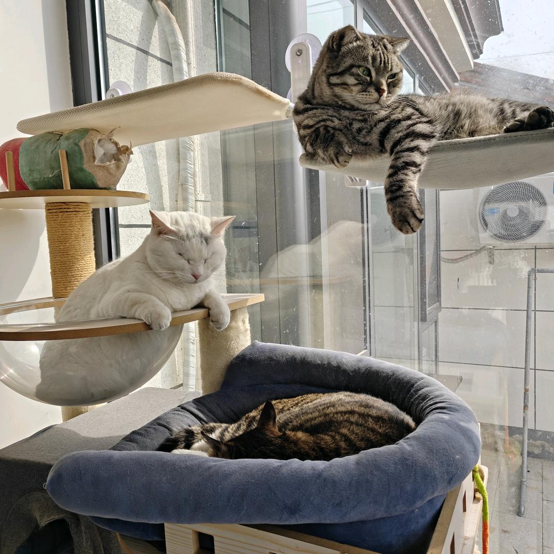 撸🐱撸🐶