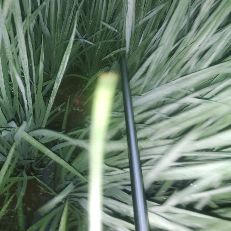 透