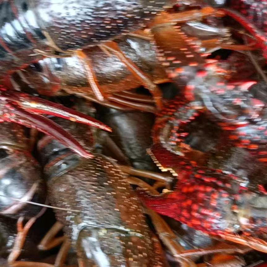 户外红哥从头再来