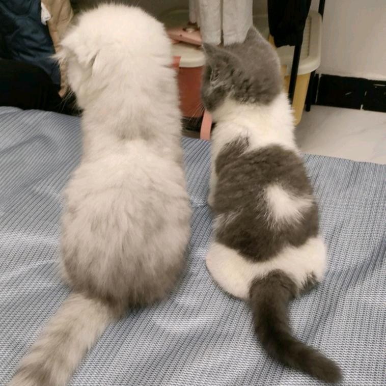 猪猪🐷助眠