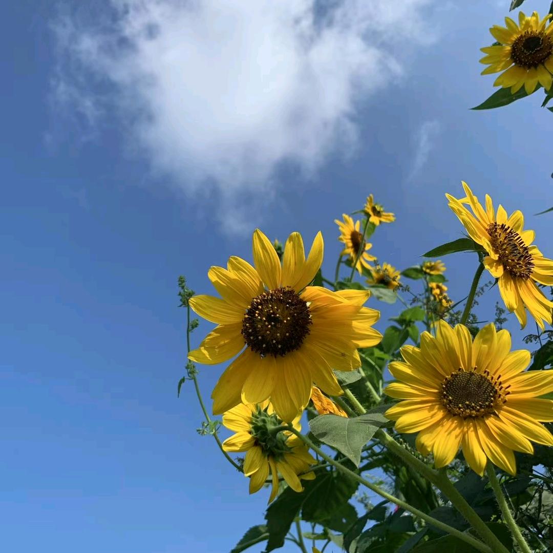 Haha（骨折康复中）