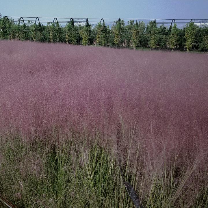 温县垆土地铁棍山药《Y头》