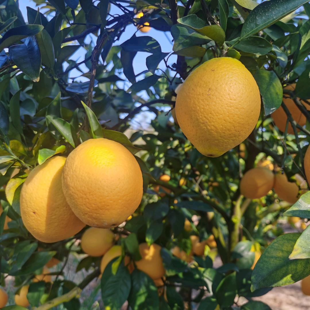 赣州果意轩鲜果脐橙铺子