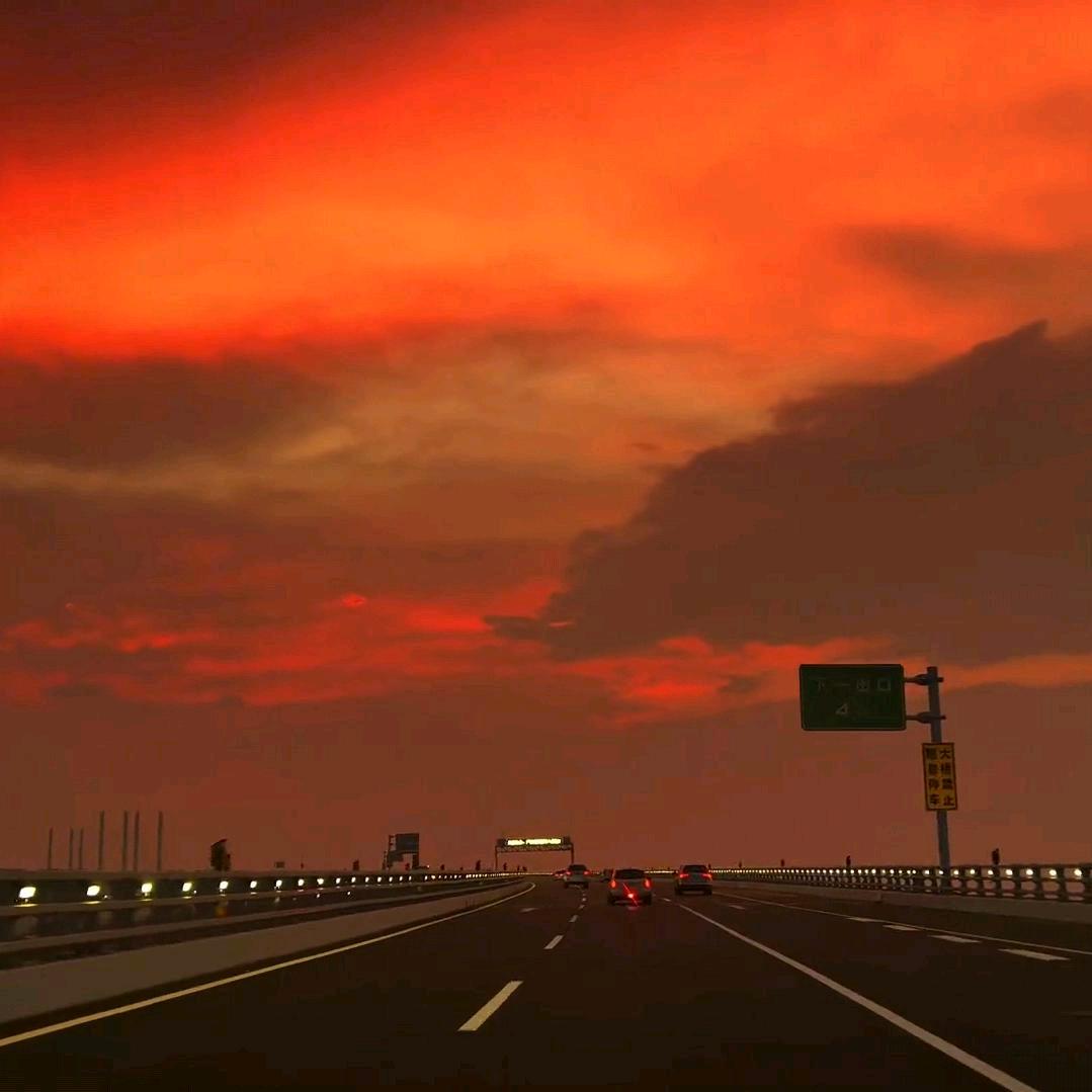 海上森林一隻猫