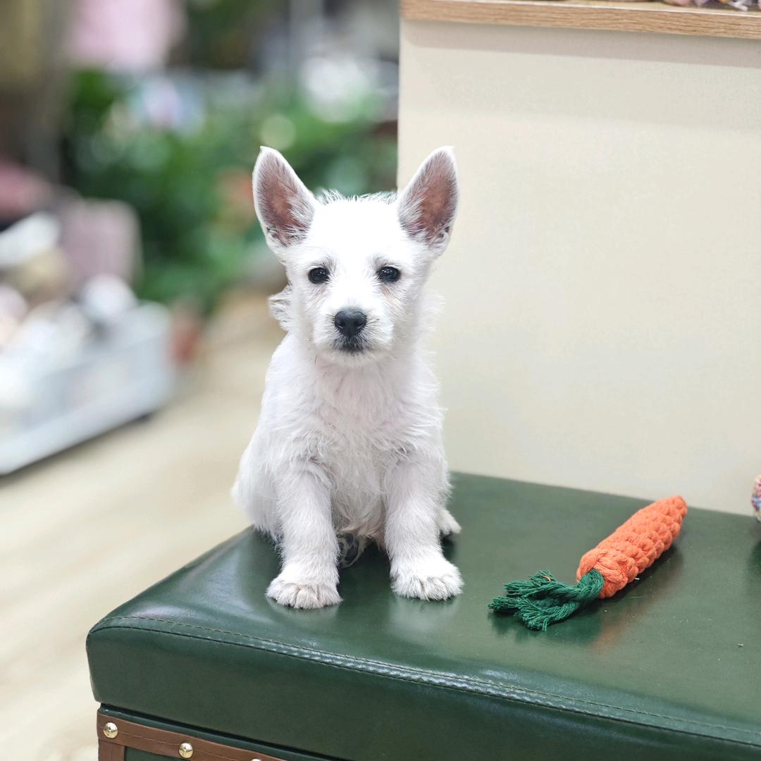 金宝是个乖狗狗🐶