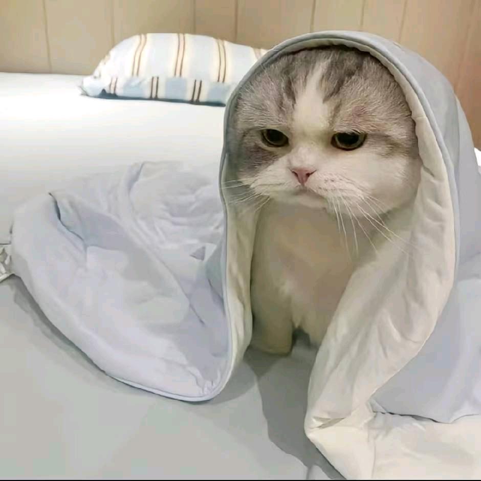 忧郁的鱼