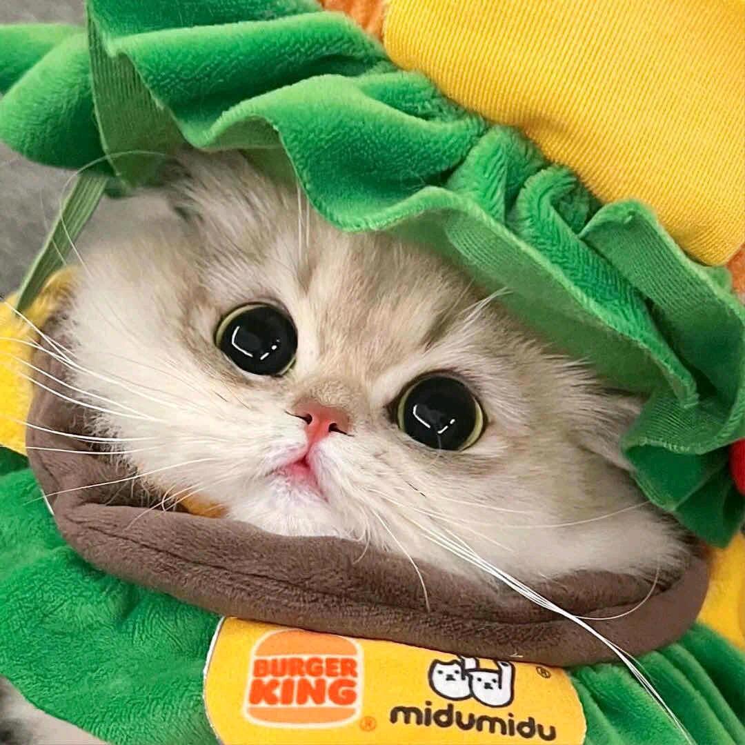 杨 粪蛋.