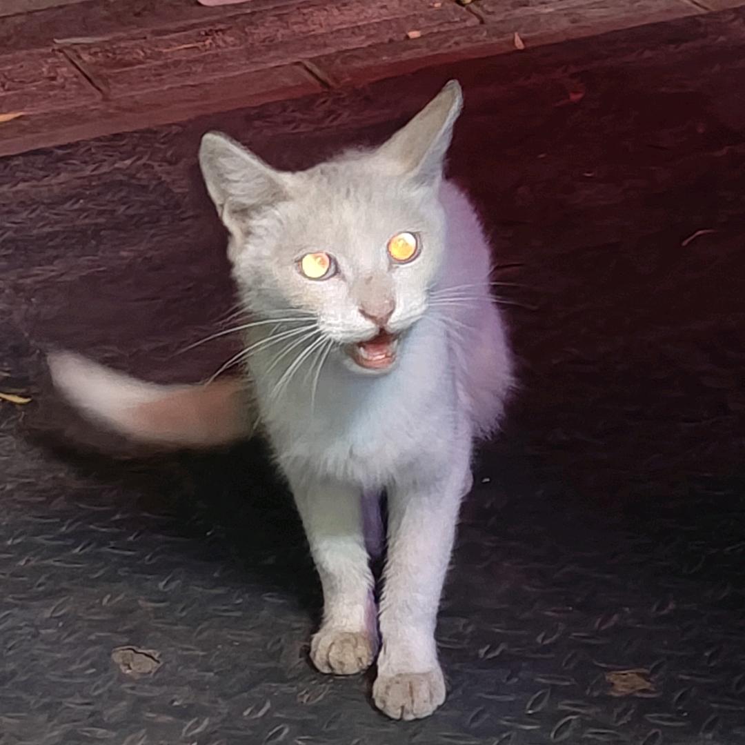 百鸟齐和鸣