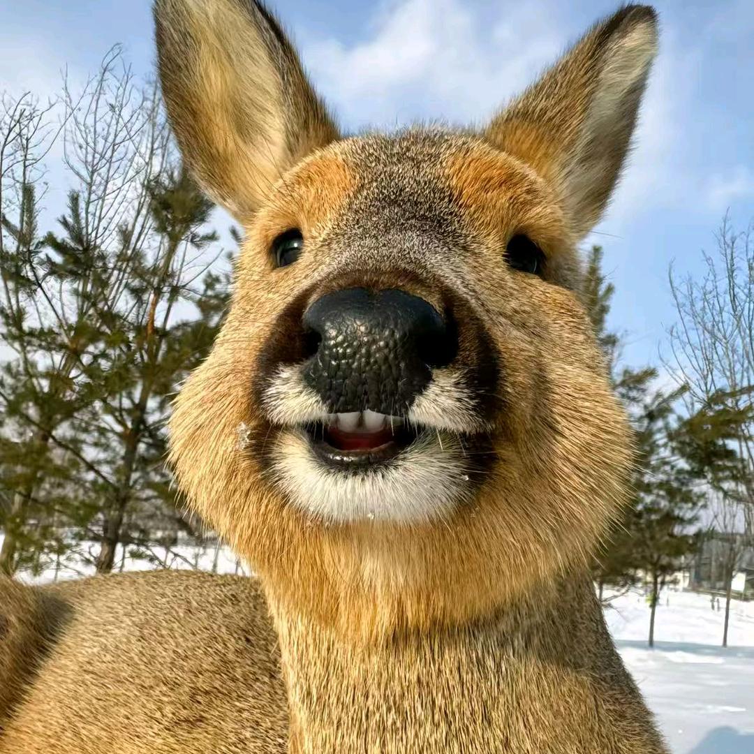 喜欢花生豆的豆包～