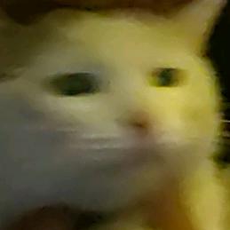 李果冻（只想睡觉）