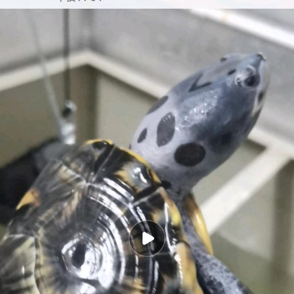米米姐💕（💯萌钻🐢）