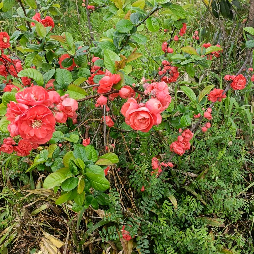 芬芳