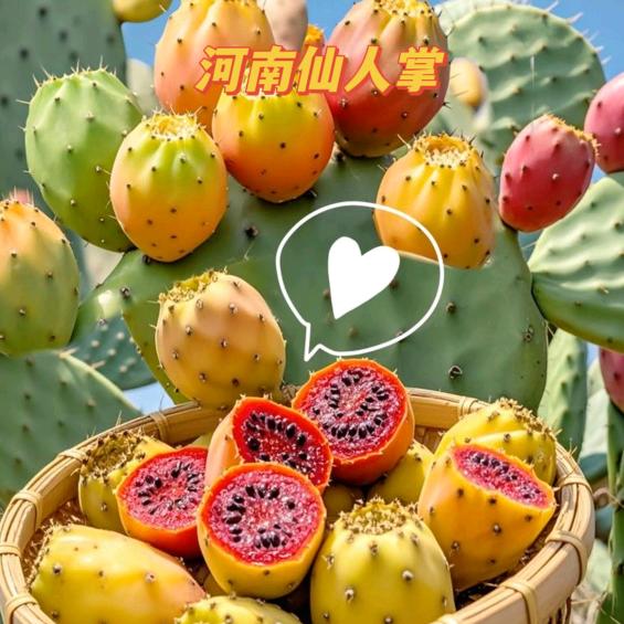 河南仙人掌种植农业