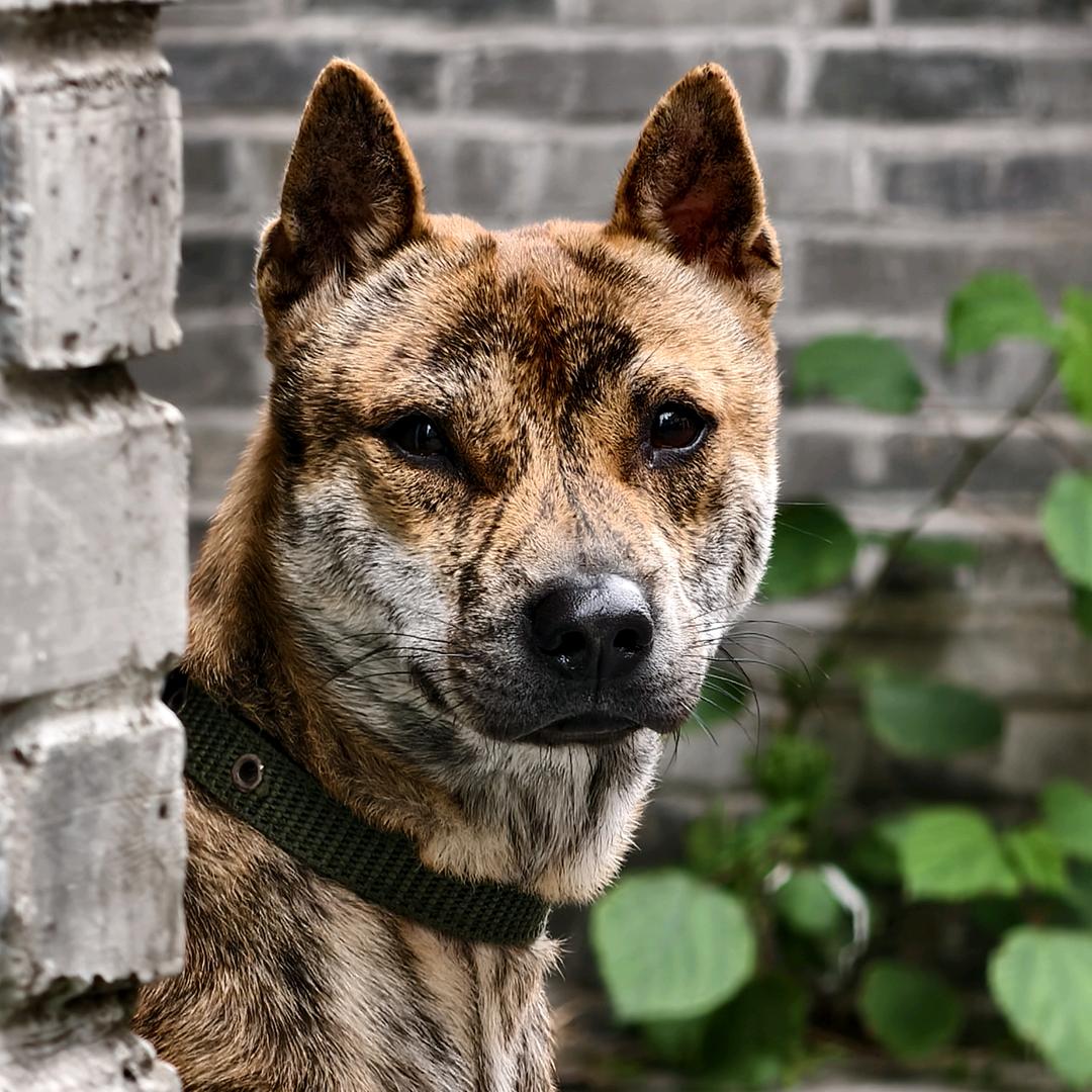 广西田园犬-虎斑-黄狗白面之家