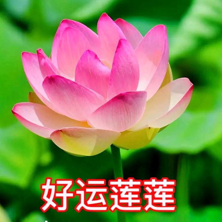 百年好合...