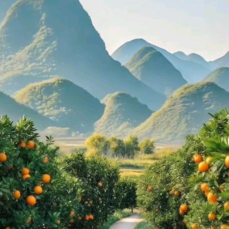 小尧鲜果