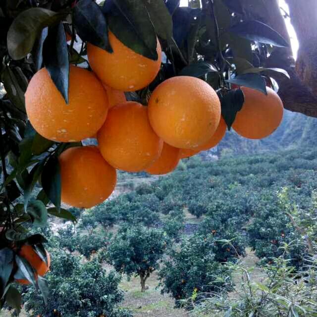 秭归四季鲜橙代办-胡学兵