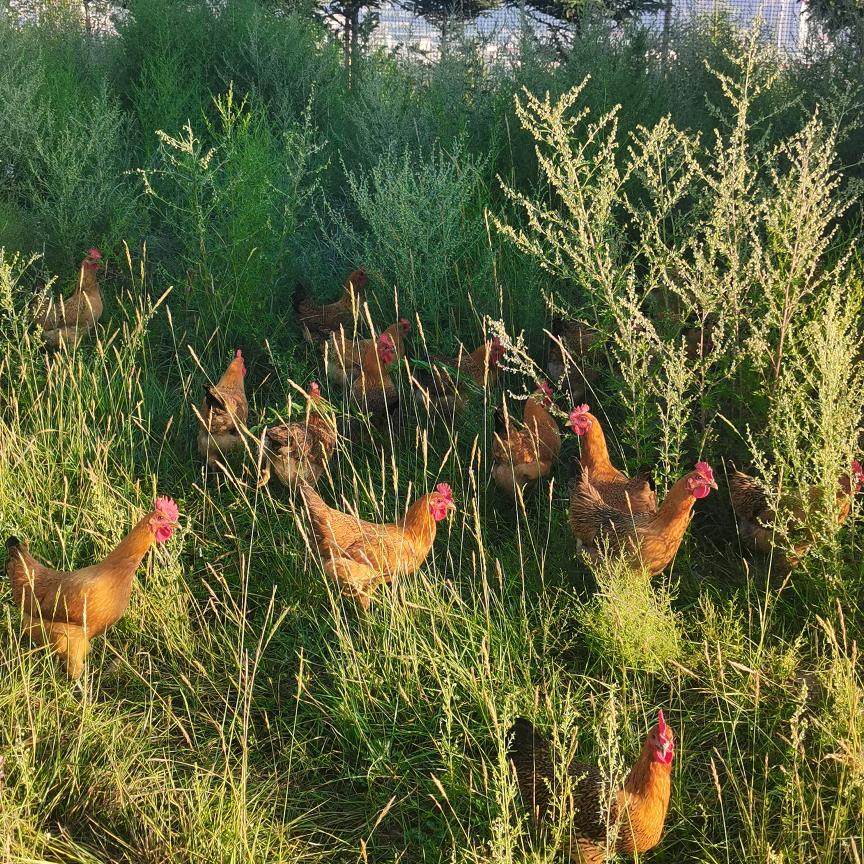 散养土鸡，土鸡蛋