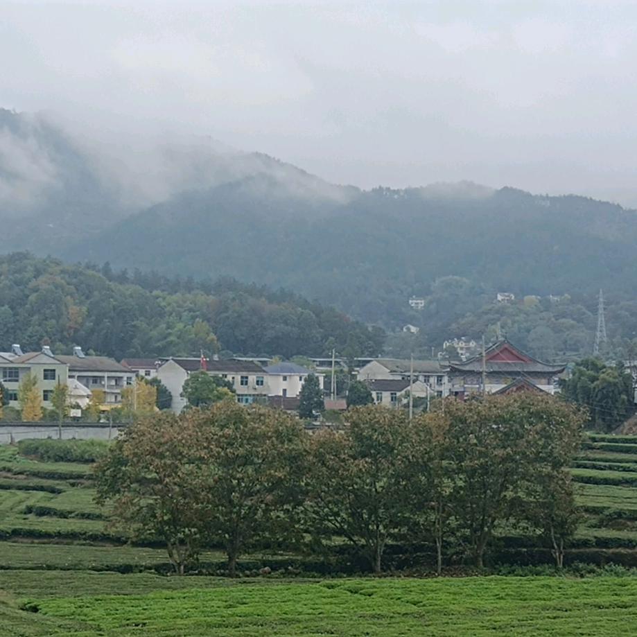 灵秀山水，美丽茶园
