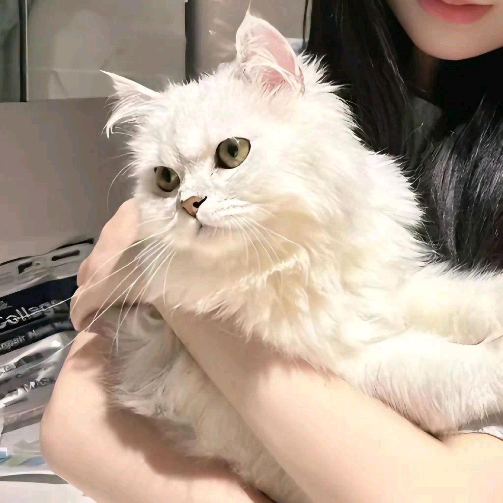 梦幻月光（小号）