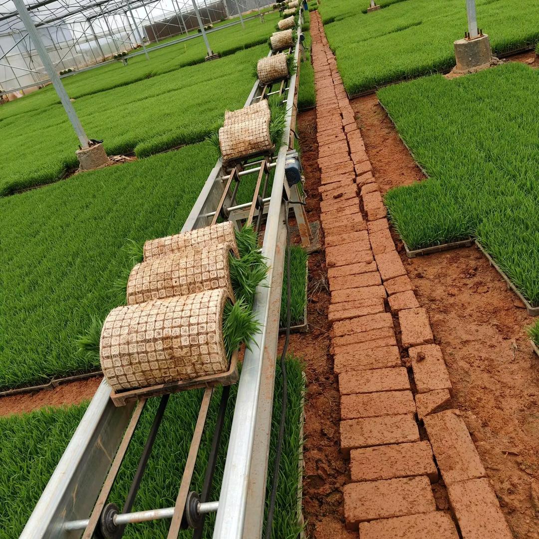 高安市安泽农业甘&英