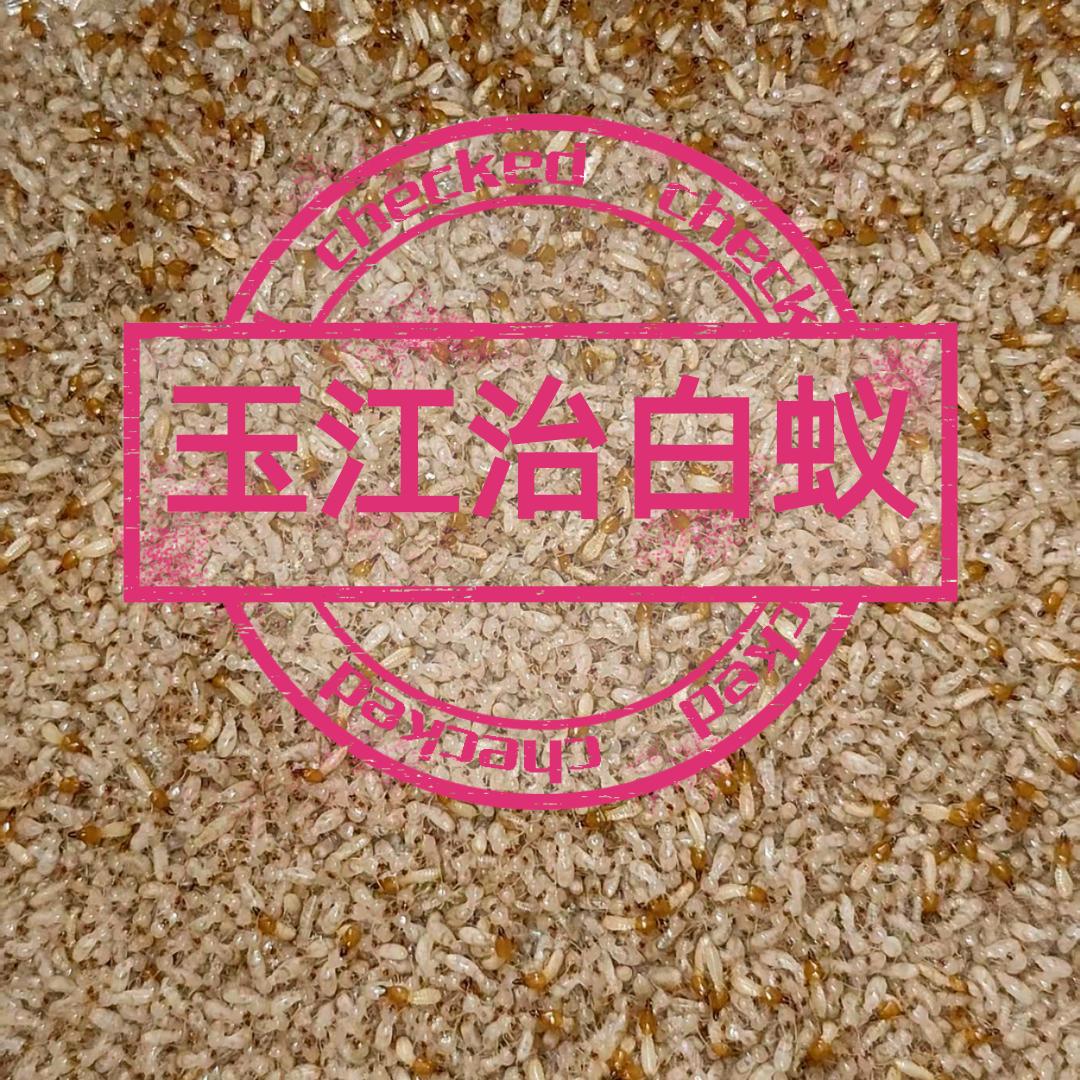 玉江治白蚁