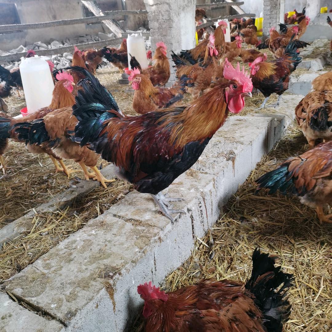 王波～散养红公鸡批发