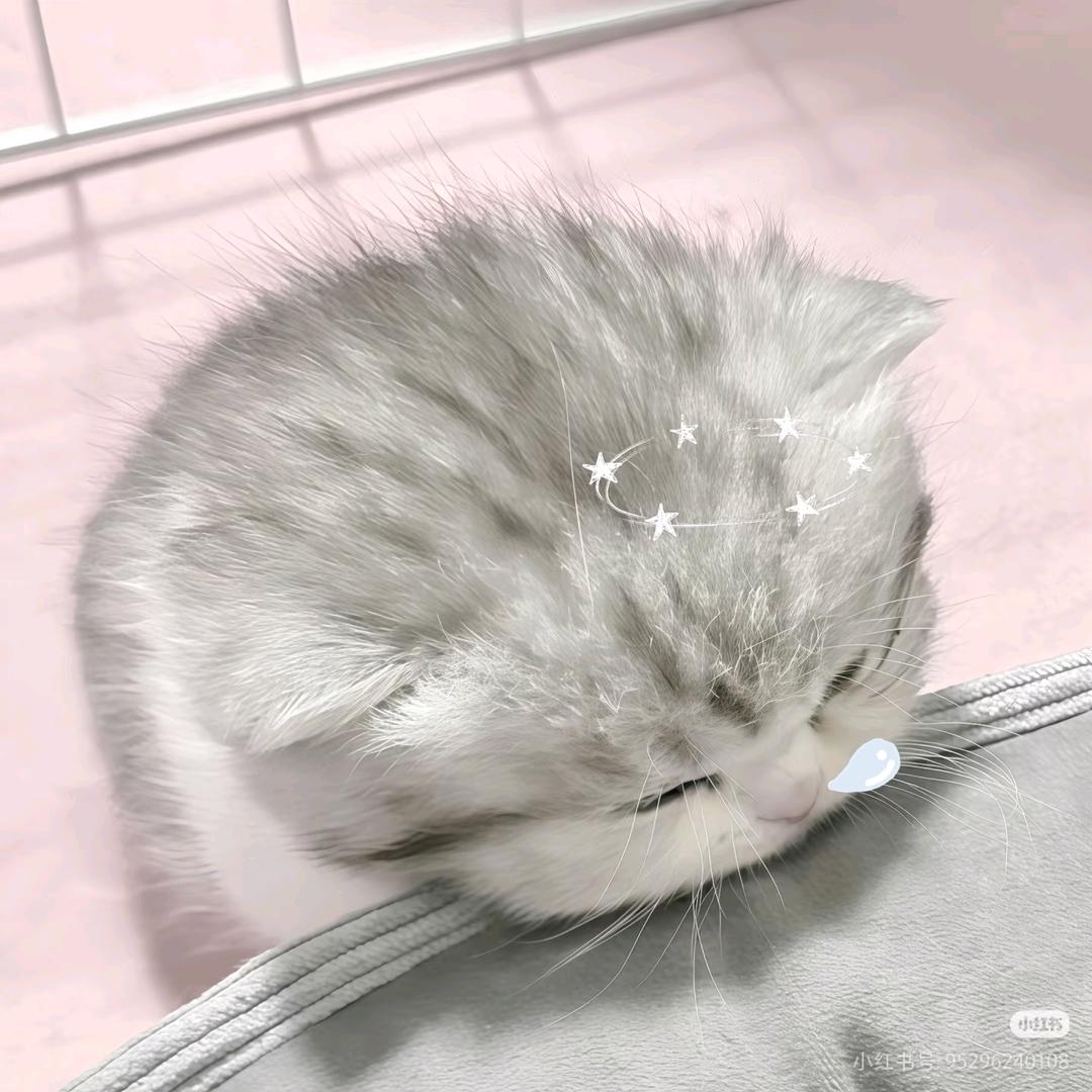 Sirius₍˄·͈༝·͈˄*₎◞ ̑̑