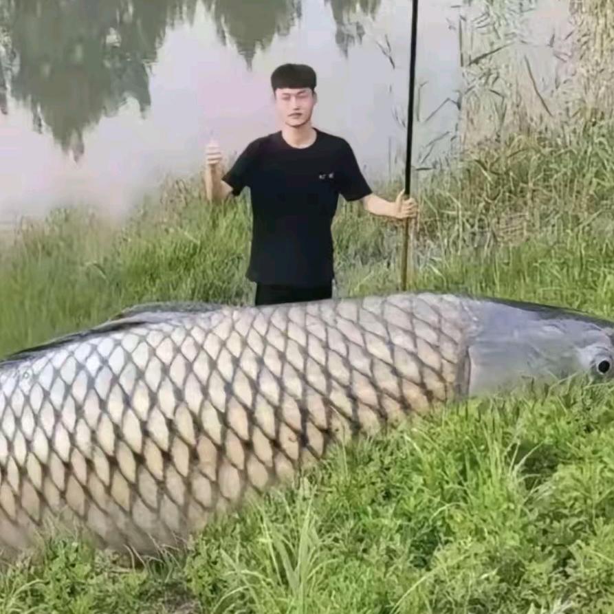 彭于晏🐟