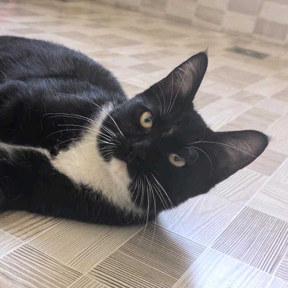 （养号中）自有院落，打算着手玄猫繁育基地