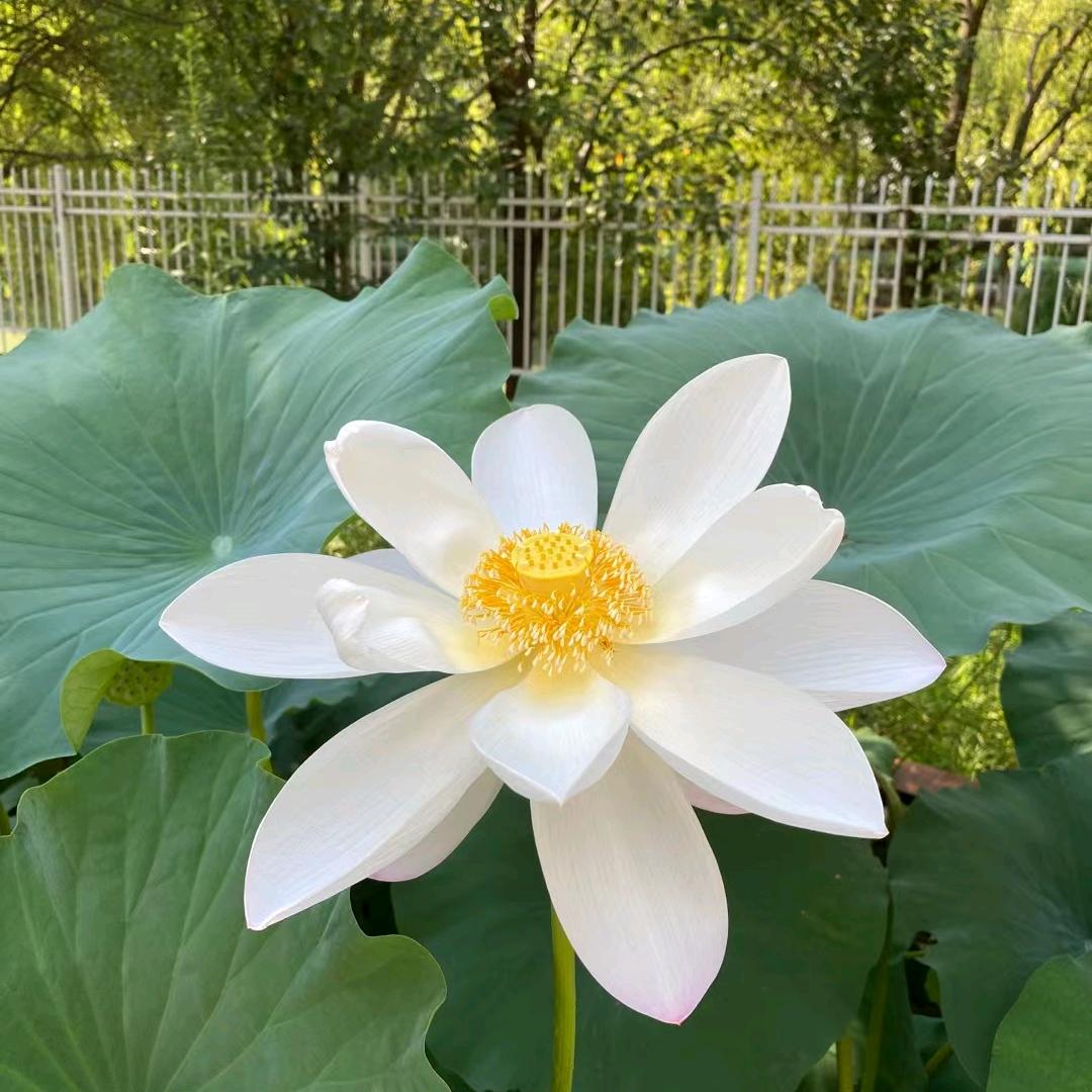 🍂᭄阿良ල᭄:: ꧁