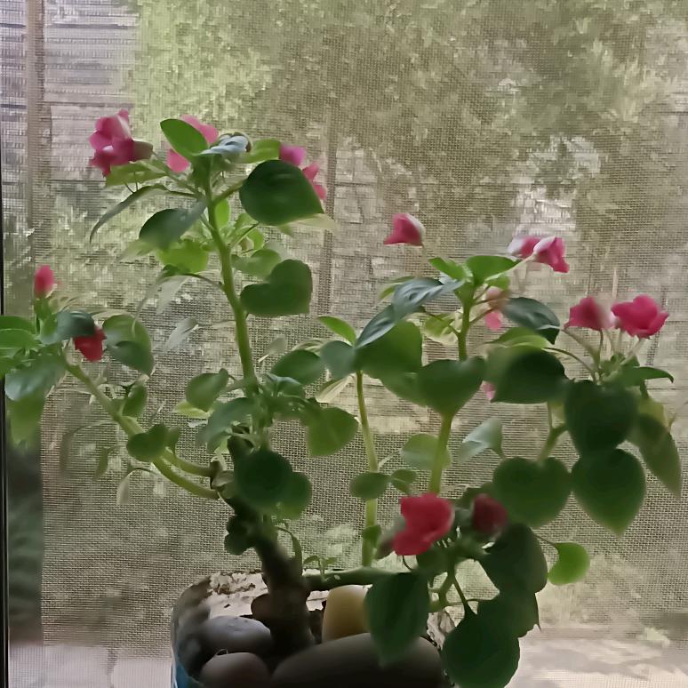 吉段焕新