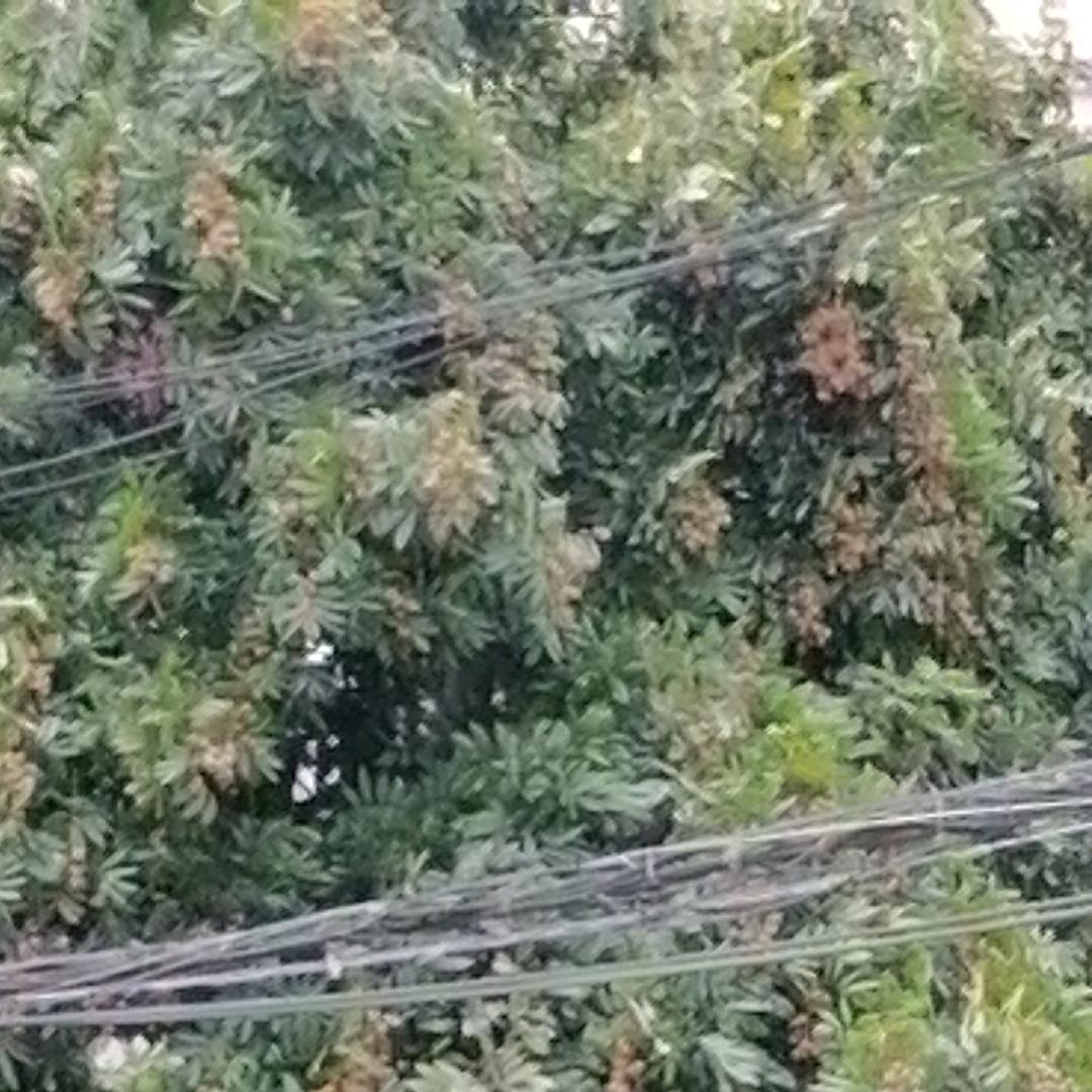 清沨
