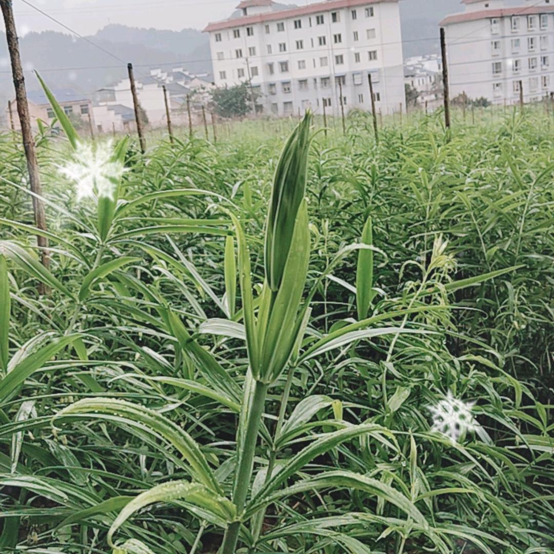 武陵山黄精