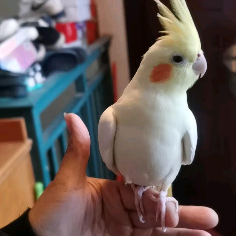 爱本兮。爱生活