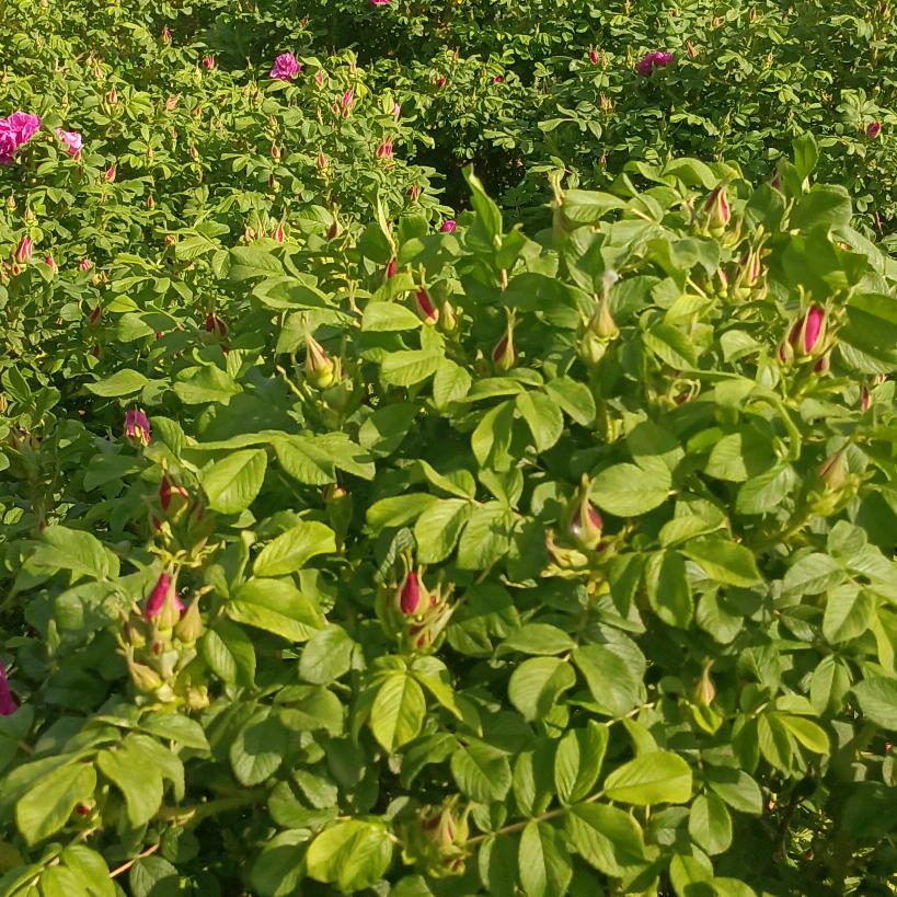 玫瑰花茶种植基地